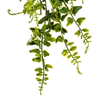 2.5ft. Green Buckler Fern Vine