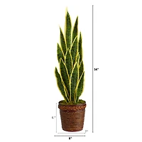 2.5ft. Snake Plant in Decorative Basket Planter