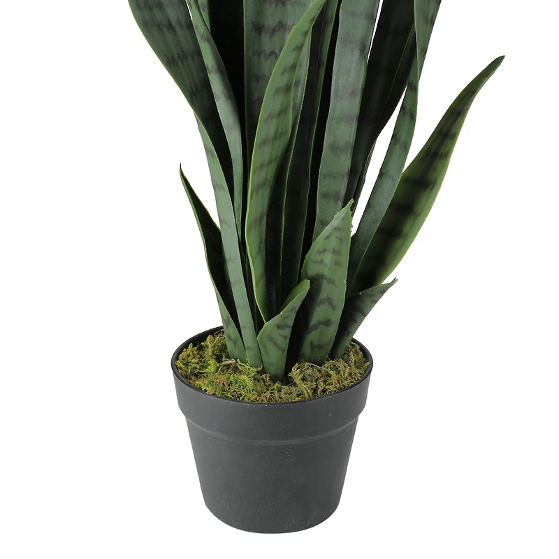 2.4ft. Two-Tone Green & Black Potted Snake Plant