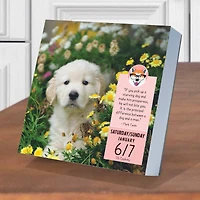 TF Publishing Dog A Day Daily Desktop Calendar