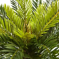23" Potted Cycas in Decorative White Planter