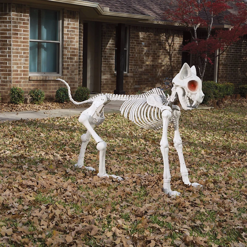 5ft. Oversized Posable Cat Skeleton by Ashland®