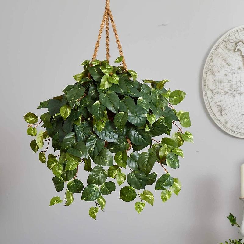 2ft. Pothos In Hanging Basket