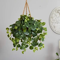 2ft. Pothos In Hanging Basket