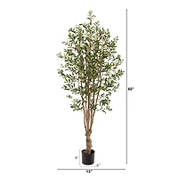 5ft. Potted Olive Tree