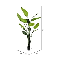 7ft. Potted Travellers Palm Tree