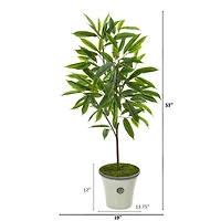 4ft. Ficus in Decorative Planter