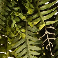 35" Green Fern Wreath