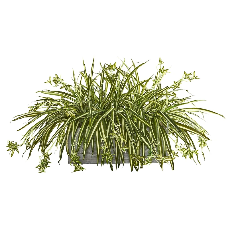 3.5ft. Spider Plant Arrangement Plant in Stone Planter