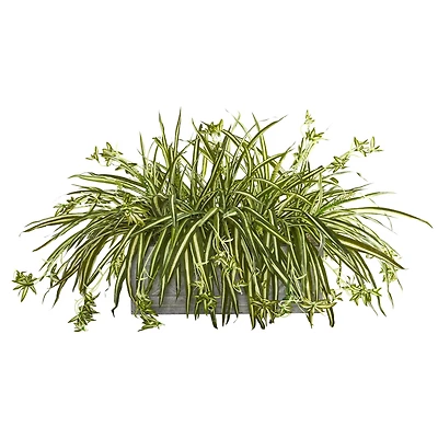 3.5ft. Spider Plant Arrangement Plant in Stone Planter