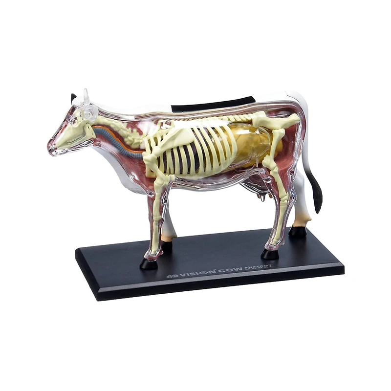 4D Vision™ Cow Anatomy Model