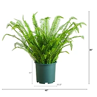 3ft. UV Resistant Artificial Boston Fern Plant with Real Touch Leaves (Indoor/Outdoor)