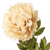 Jumbo Cream Peony Stem by Ashland®