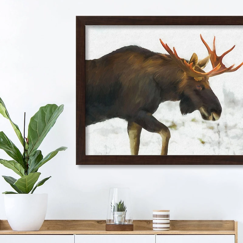 Moose in The Snow Black Framed Print Under Plexiglass