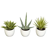 Potted Agave Plant Collection 3ct.