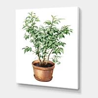 Designart - Ficus Benjamina In Clay Flowerpot