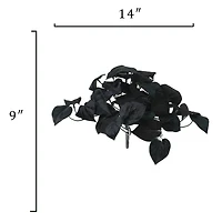 14" Black Philodendron Bush by Ashland®