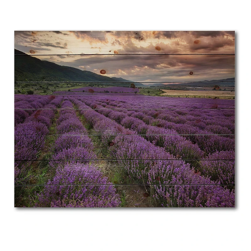Designart - Lavender Field At Dawn I