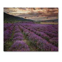 Designart - Lavender Field At Dawn I