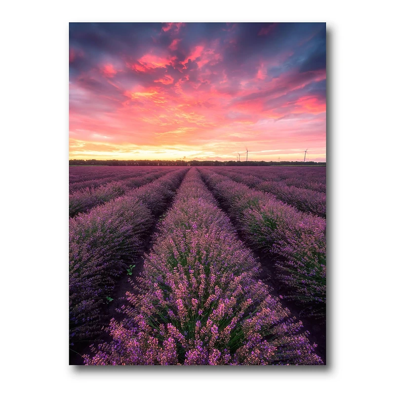 Designart - Sunrise & Dramatic Clouds Over Lavender Field XIV