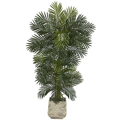 6.5ft. Golden Cane Palm Tree in White Planter