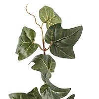 German Ivy Bush Ivy Collection by Ashland®