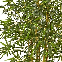 6ft. Potted Curved Bamboo Tree