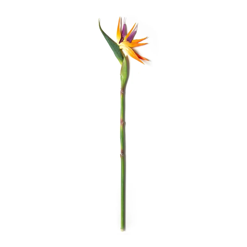 Tropical Bird of Paradise Stem by Ashland® 