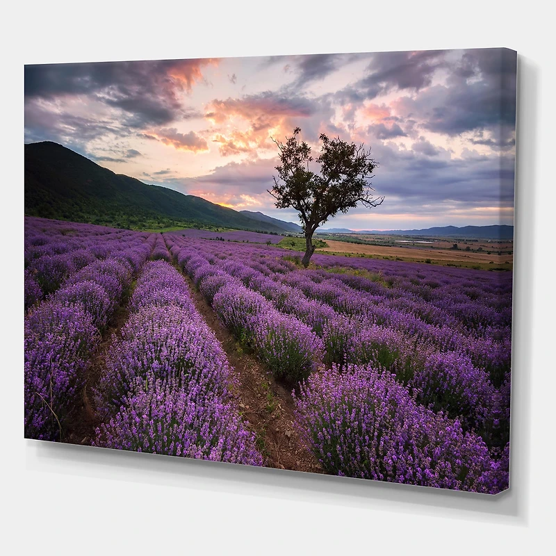 Designart - Lavender Field At Dawn III