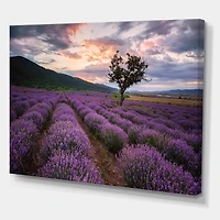 Designart - Lavender Field At Dawn III