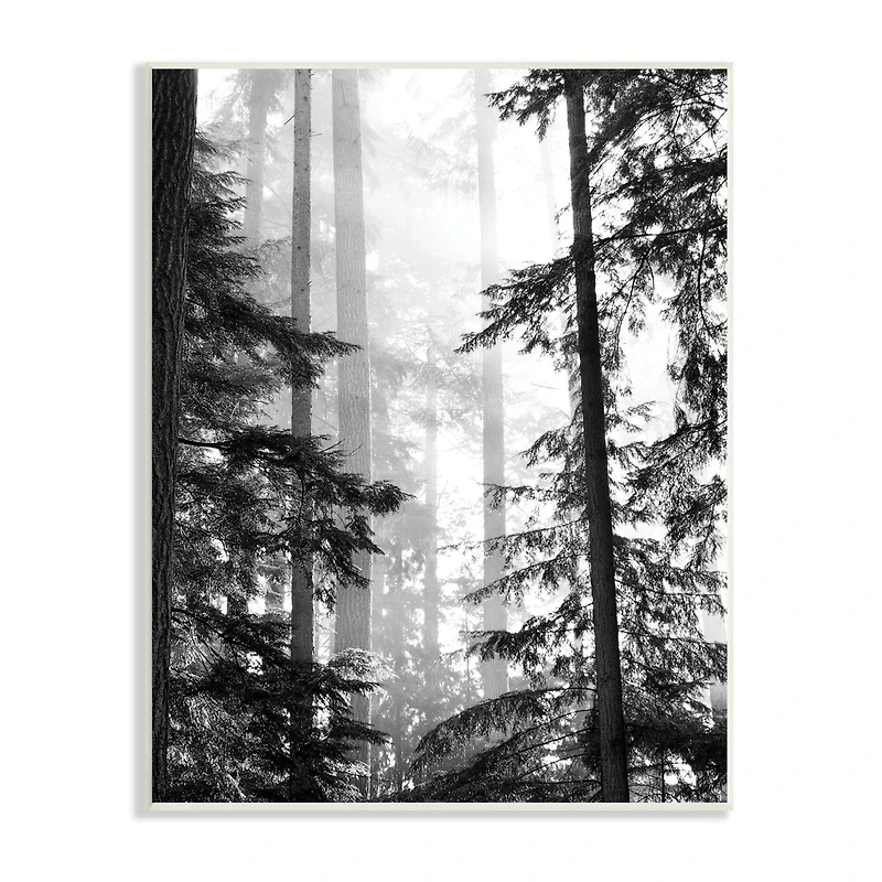Stupell Industries Forest Light Shining Through Tall Trees Landscape Photography Wall Plaque