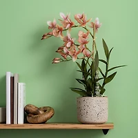 19" Artificial Deluxe Potted Cycnoches