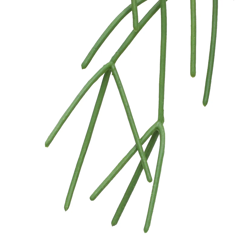 28" Hanging Mistletoe Cactus in White Ceramic Pot by Ashland®