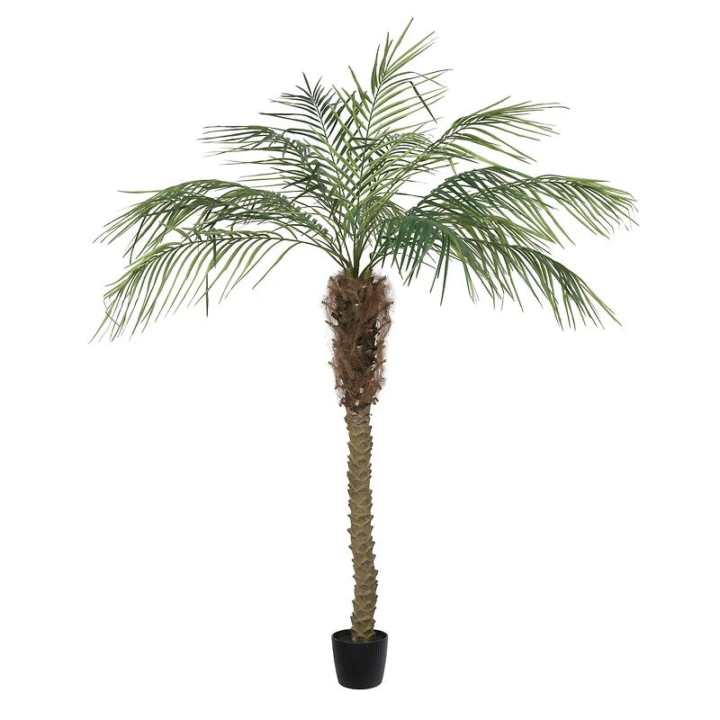 6ft. Potted Pheonix Palm Tree