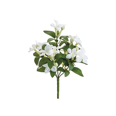 White Stephanotis Bush