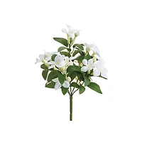 White Stephanotis Bush