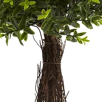 3ft. Potted Ixora Topiary