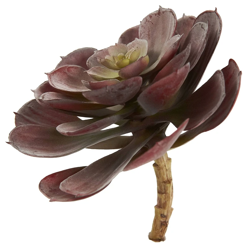 Burgundy Echeveria Succulent Pick, 12ct.