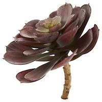 Burgundy Echeveria Succulent Pick, 12ct.