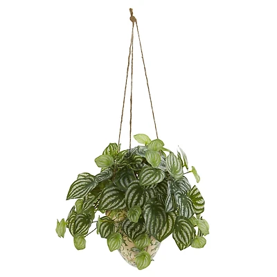 24" Watermelon Peperomia Plant in Hanging Vase