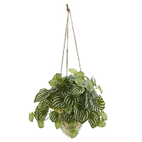 24" Watermelon Peperomia Plant in Hanging Vase