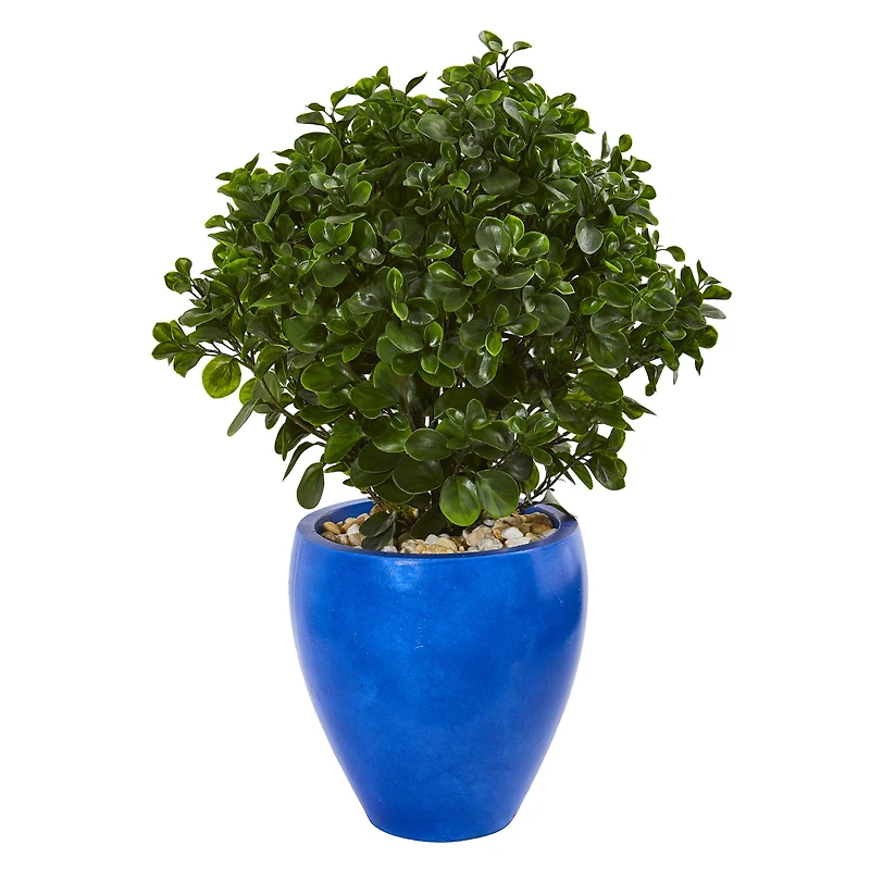 2.5ft. Peperomia Plant in Blue Planter