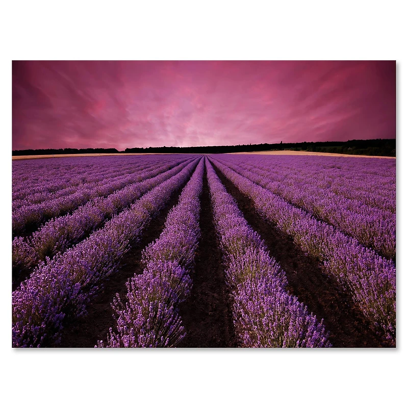 Designart - Sunrise & Dramatic Clouds Over Lavender Field XI