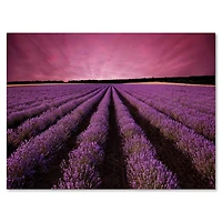 Designart - Sunrise & Dramatic Clouds Over Lavender Field XI