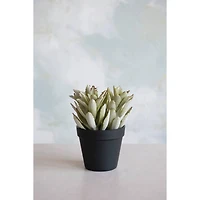 Hello Honey® Faux Succulent In Pot