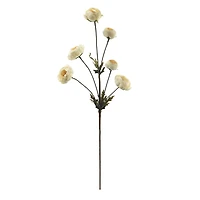 32" Ranunculus Stem by Ashland