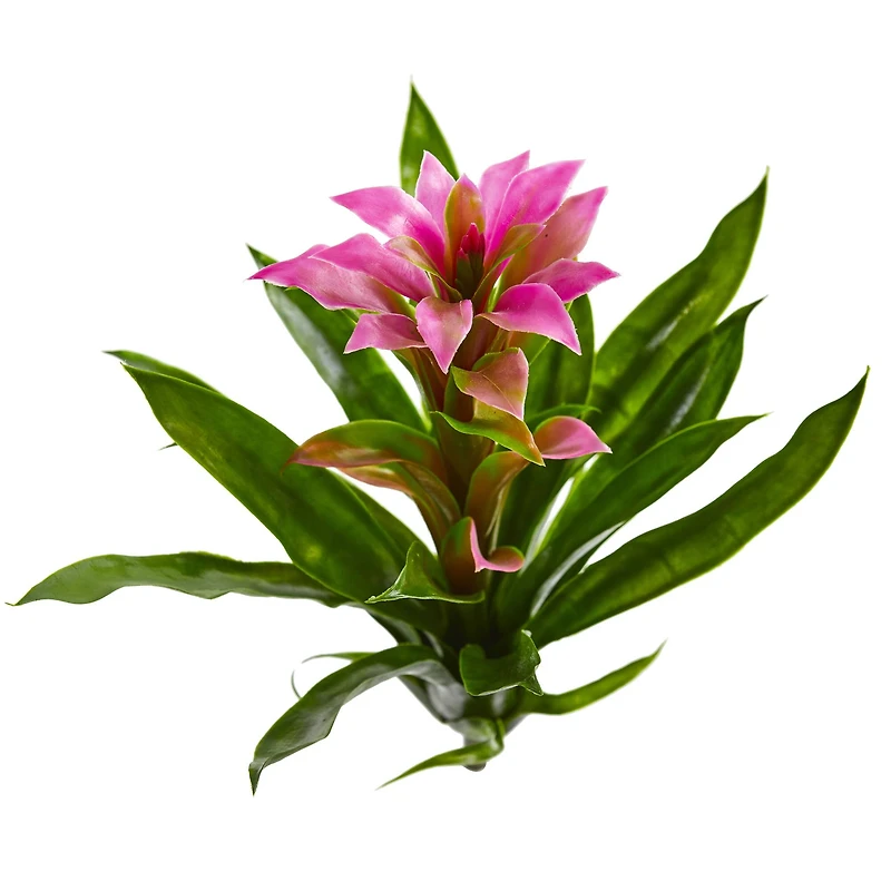 Bromeliad Flower