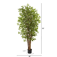 6ft. Potted Black Olive Tree