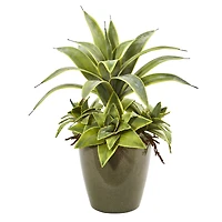 20" Potted Snake Plant