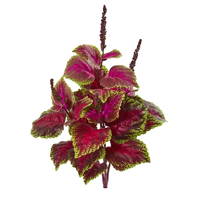 23" Coleus Bush, 6ct.